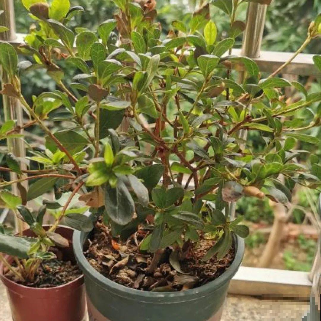 6种花,现在长的快,多浇水、勤施肥! 6种花,现在长的快,多浇水、勤施肥!