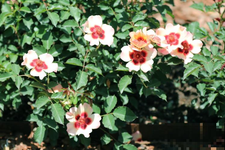 8款眼睛月季,花型独特,还有好闻的香味! 8款眼睛月季,花型独特,还有好闻的香味!