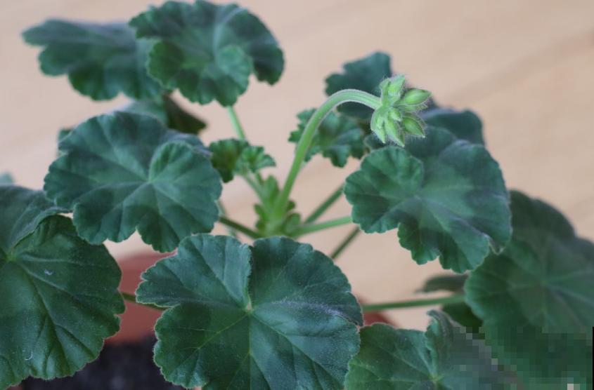 天竺葵出现黄叶，说明养护有问题，看看你是哪里做错了！