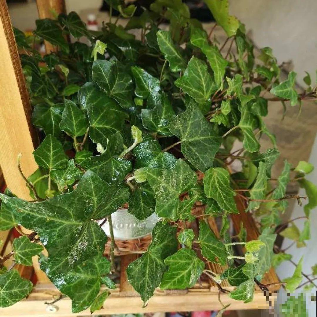 24种植物“净化器”,每个房间养一盆,太值了! 24种植物“净化器”,每个房间养一盆,太值了!