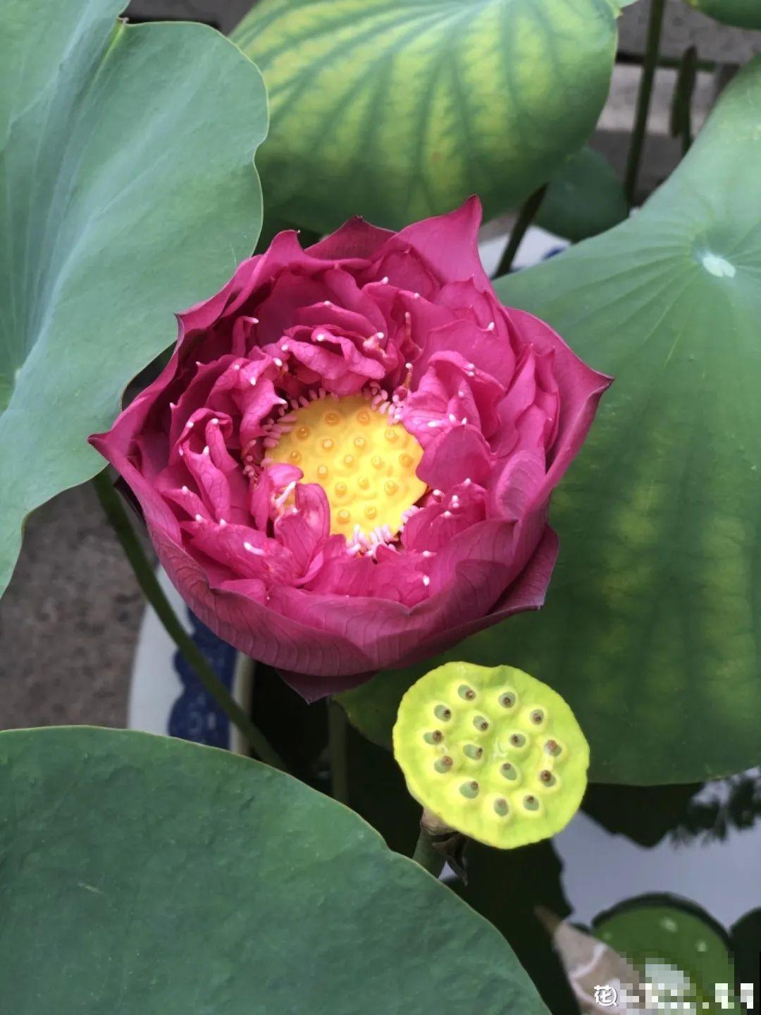 10种“好运花”，中国人最爱养，图个吉祥如意！