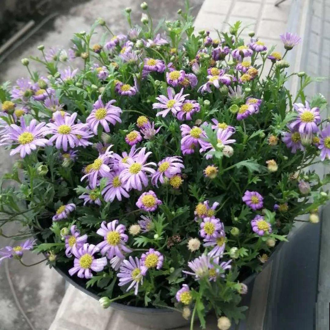 看图猜花名，100道题，测你的养花天分！