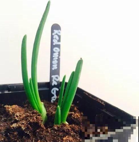 洋葱屁股不要扔，埋在土里浇点水，长成新洋葱！