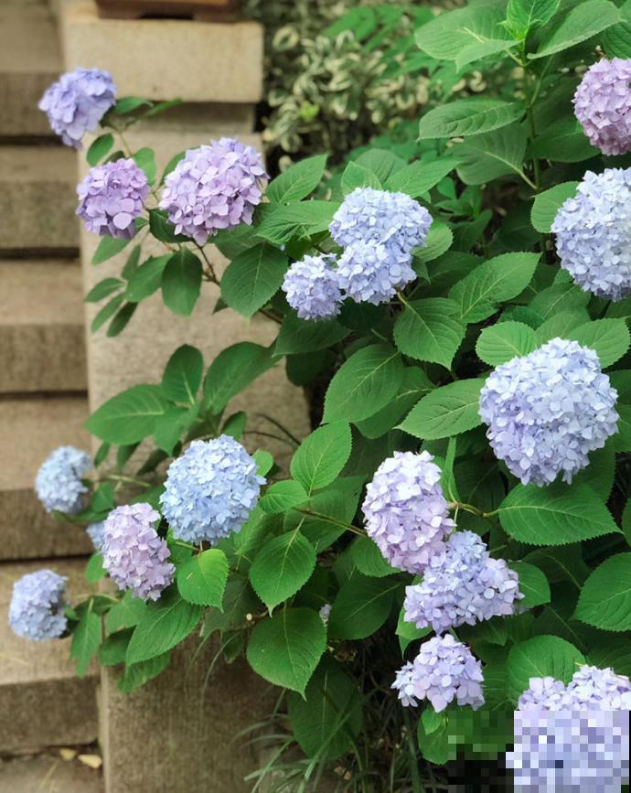 养花在精不在多,一盆精品,胜过10盆普通花! 养花在精不在多,一盆精品,胜过10盆普通花!