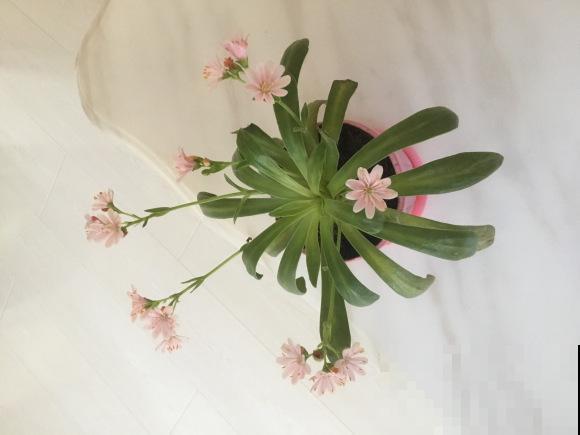 都说多肉开花要剪掉,这种多肉千万别剪,看的就是花! 都说多肉开花要剪掉,这种多肉千万别剪,看的就是花!