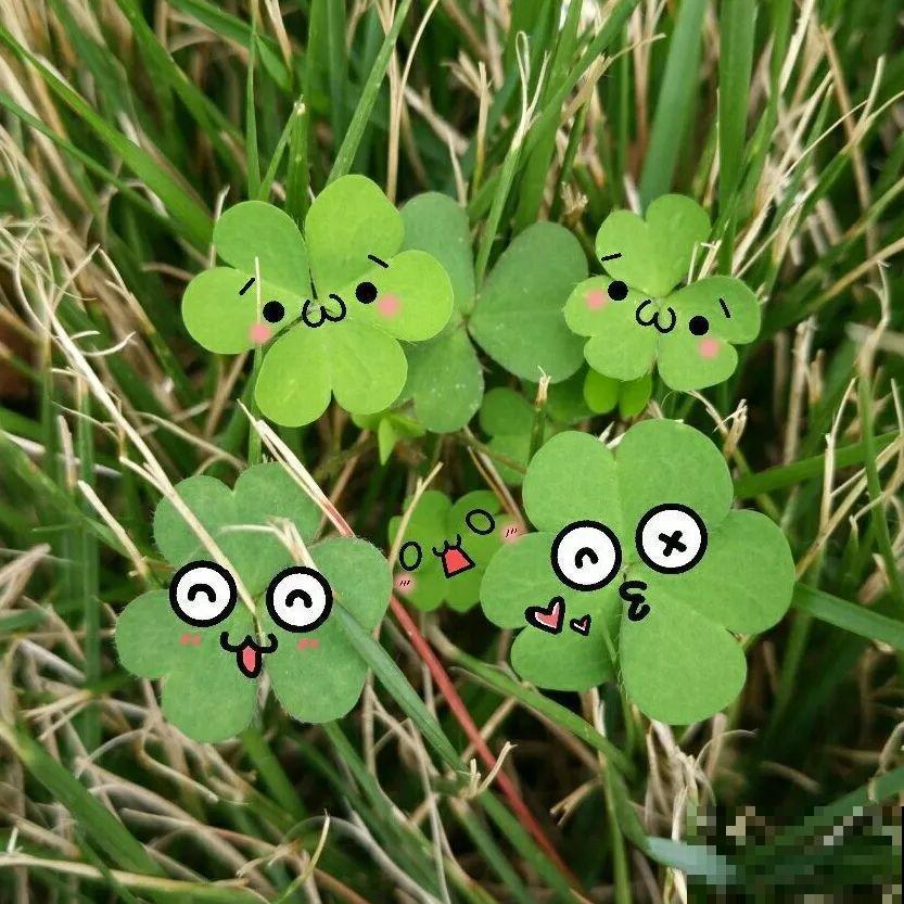 这花被人工培育了，叶子变异后，可以这么美！