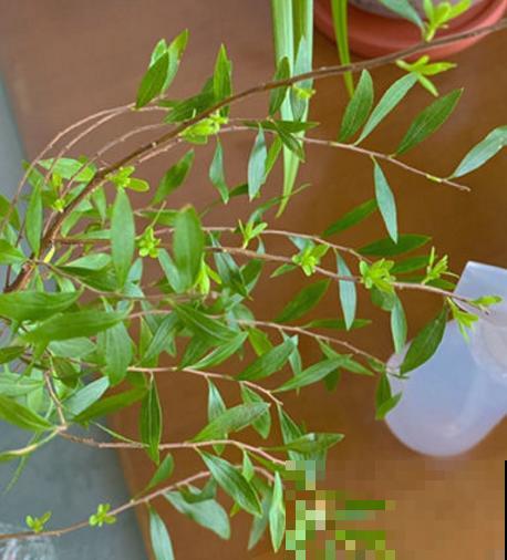 想省事就养雪柳，花美好养活，“懂事”到让人心疼！