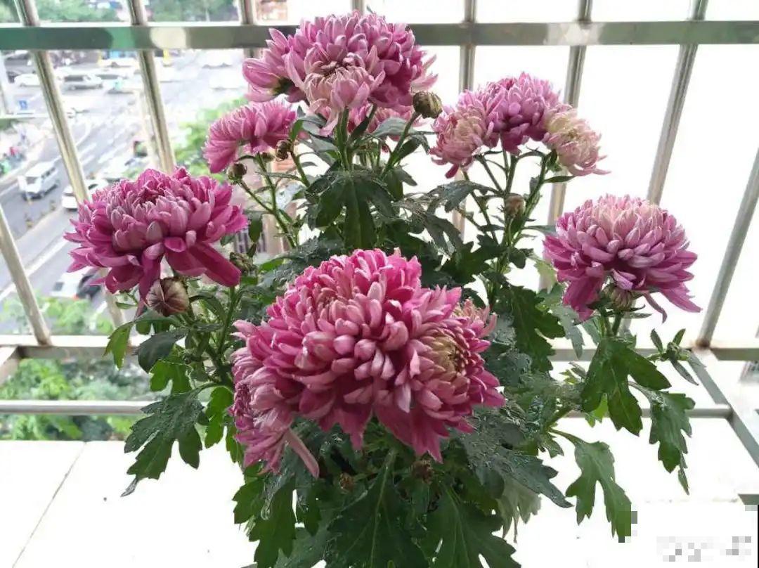 三伏已过,这花可以处理了,晚了错过开花! 三伏已过,这花可以处理了,晚了错过开花!