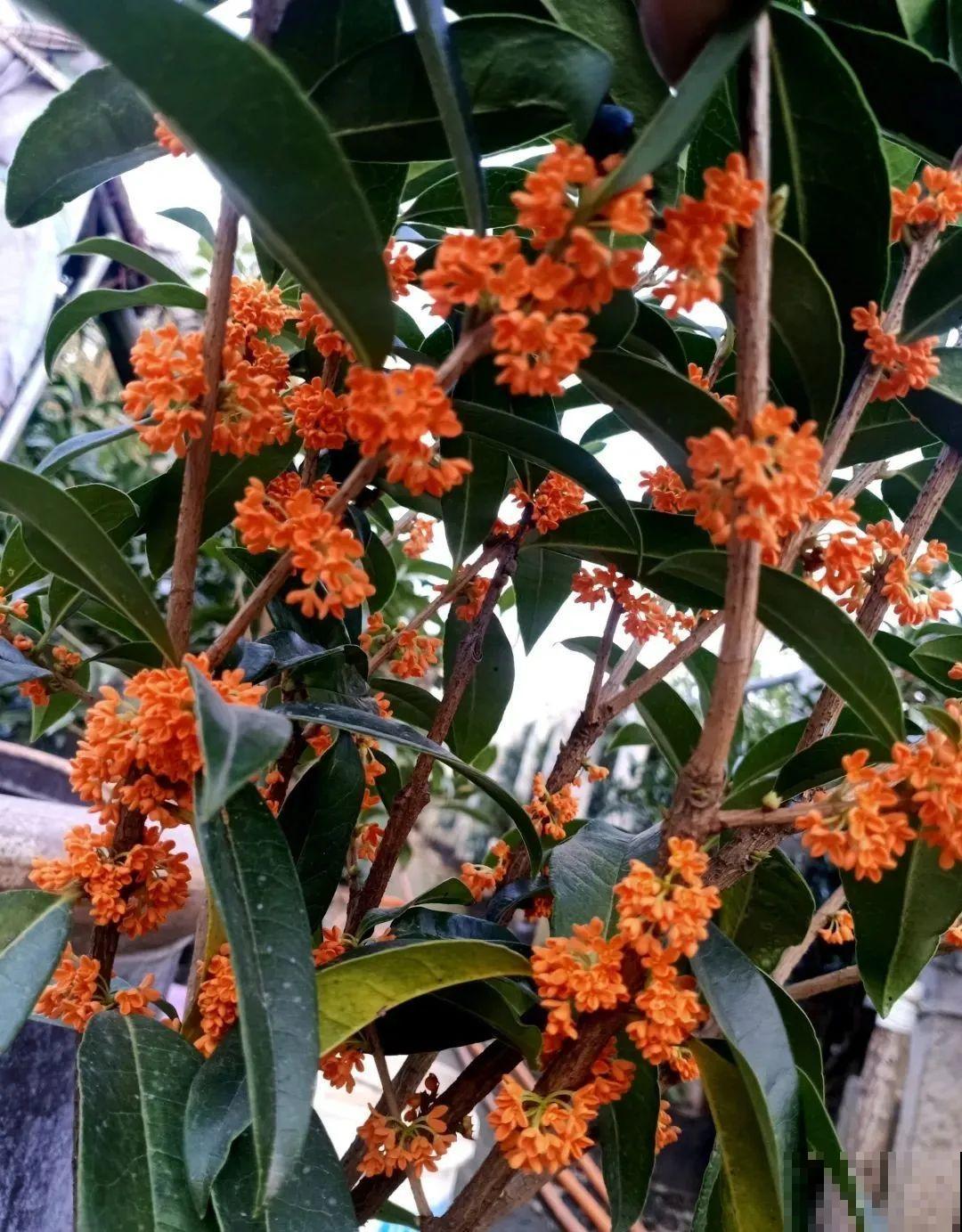 桂花秋天必须养，满树金黄，香飘四溢，不养吃亏了！