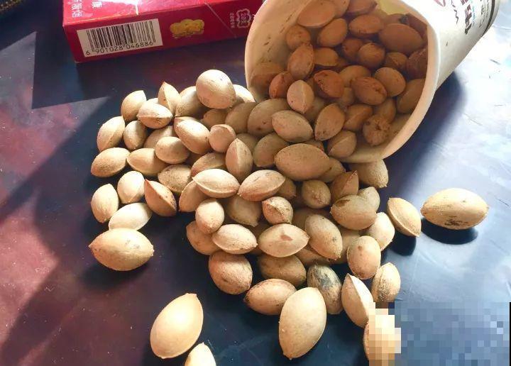 西红柿、玉米……埋土里，7天长成小森林，结出果子一大筐！