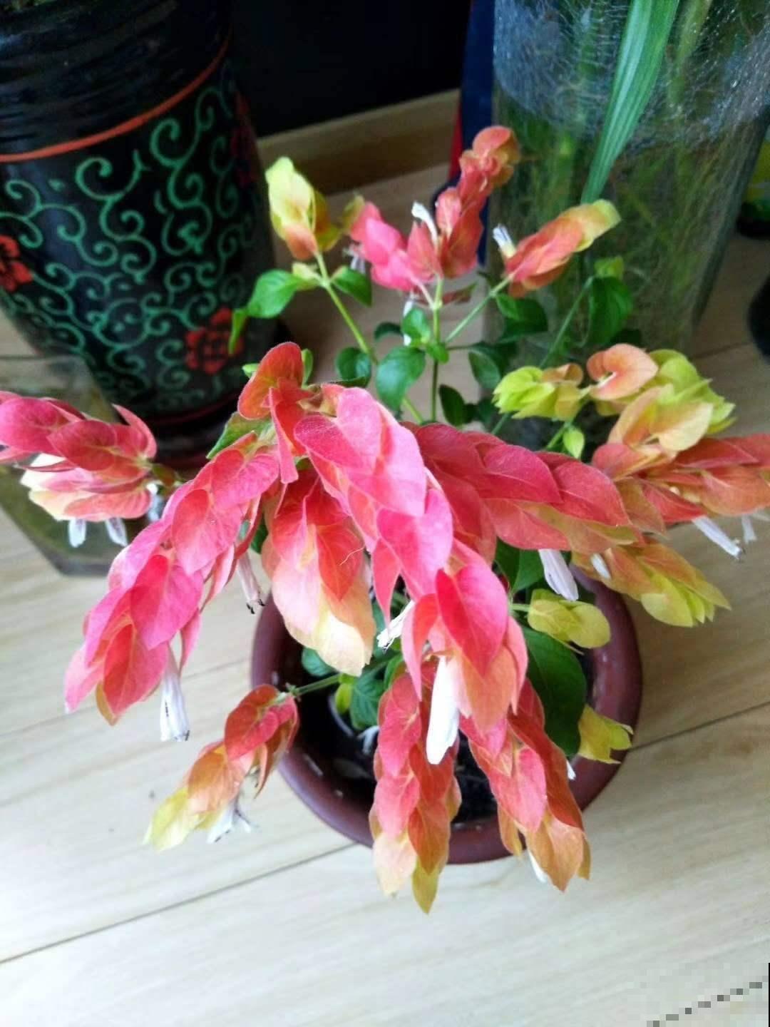 虾衣花不用买,在家就能繁殖,方法多样,总有一种适合你! 虾衣花不用买,在家就能繁殖,方法多样,总有一种适合你!