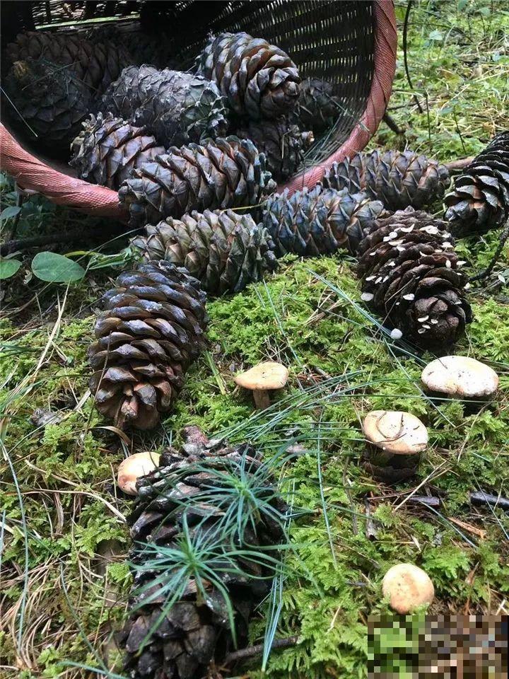 西红柿、玉米……埋土里，7天长成小森林，结出果子一大筐！