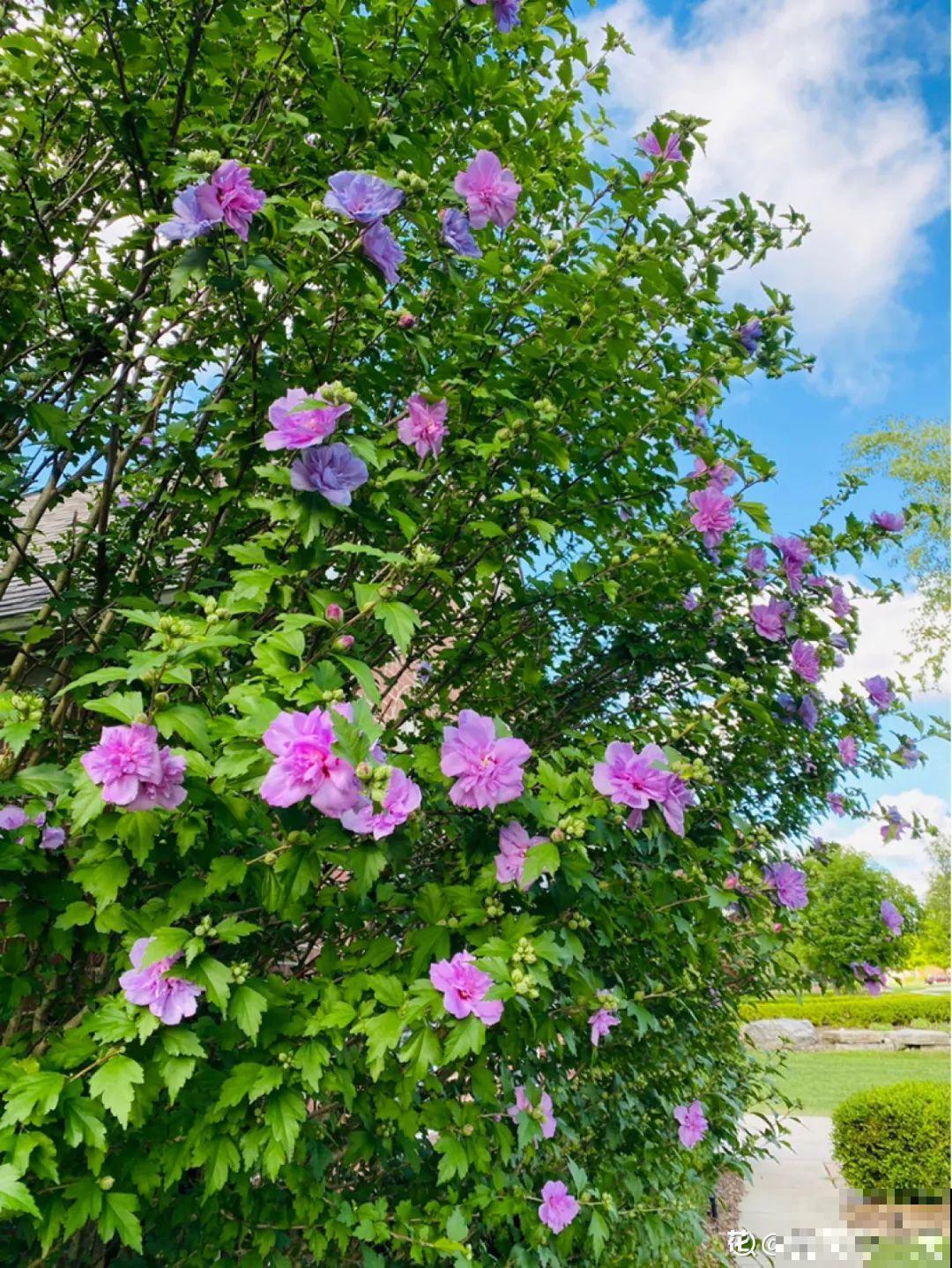 秋天野菜贵如金，赶紧上山挖，很快就老了