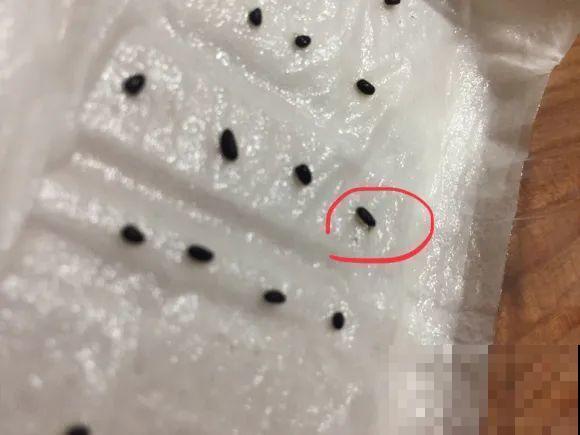 餐巾纸养花,成功率100%,简单又实用! 餐巾纸养花,成功率100%,简单又实用!