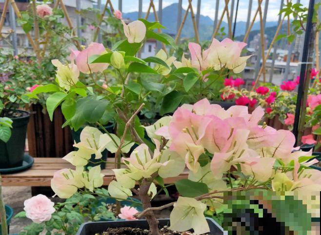 4种花只能北方养，南方种不了，只因温度太高！