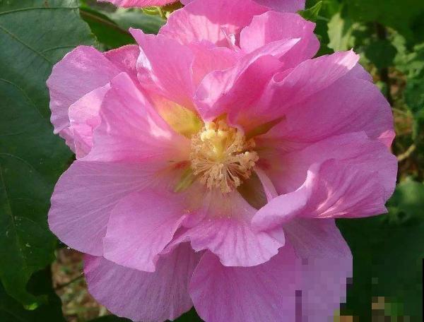 20种秋天开花的植物,外出看到,记得拍照欣赏! 20种秋天开花的植物,外出看到,记得拍照欣赏!