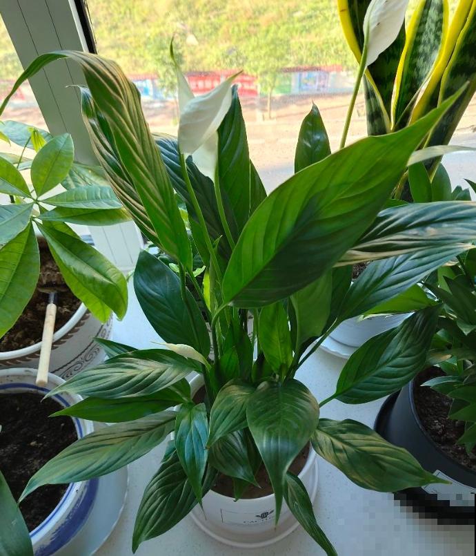 养花人,认识这4个字,就能解决黄叶和烂根问题! 养花人,认识这4个字,就能解决黄叶和烂根问题!