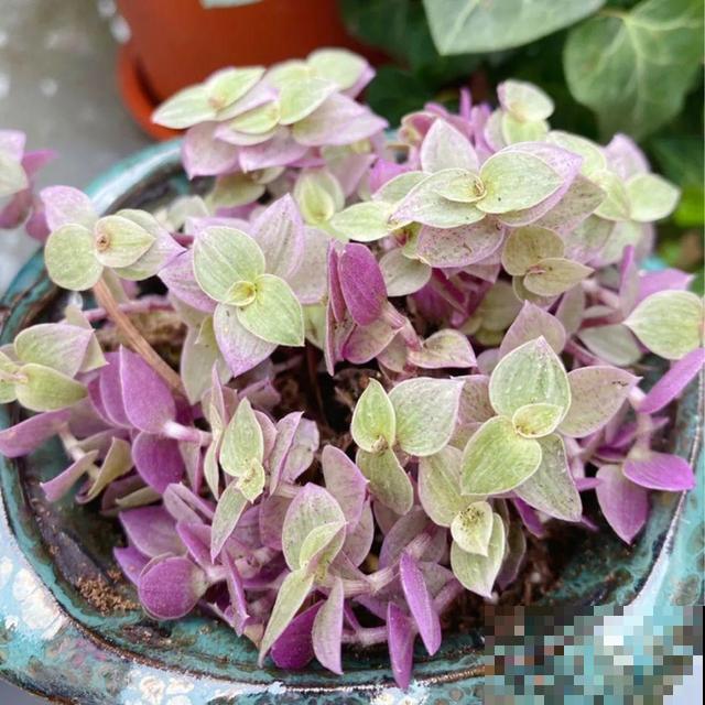 看图猜花名，100道题，测你的养花天分！