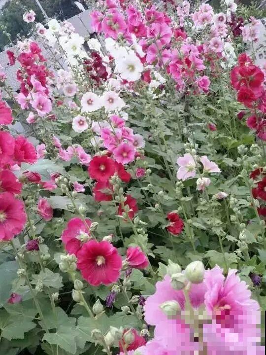 5种花最好别养,根钻得到处都是,砍都砍不尽! 5种花最好别养,根钻得到处都是,砍都砍不尽!