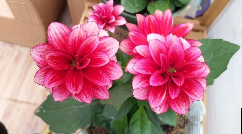 秋季养花大合集，30种花，你想要的我全有！