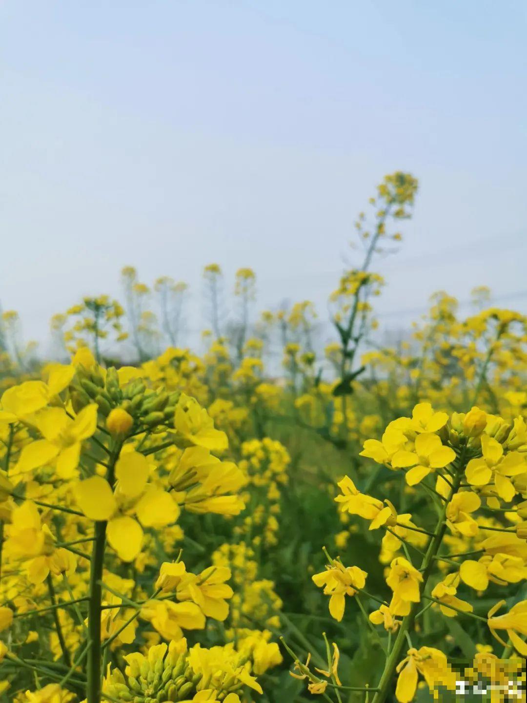 农村养出的“宝藏”花,精致可爱,一点也不土气! 农村养出的“宝藏”花,精致可爱,一点也不土气!