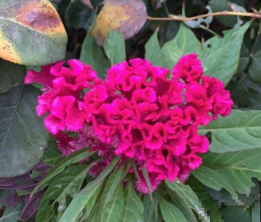 鸡冠花这么养，一开就是一大朵，特霸气！