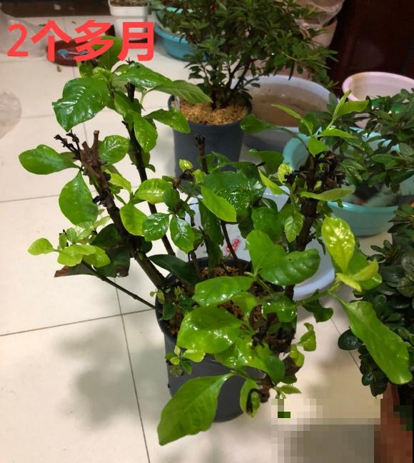 你扔的花,我捡回家,半个月起死回生! 你扔的花,我捡回家,半个月起死回生!