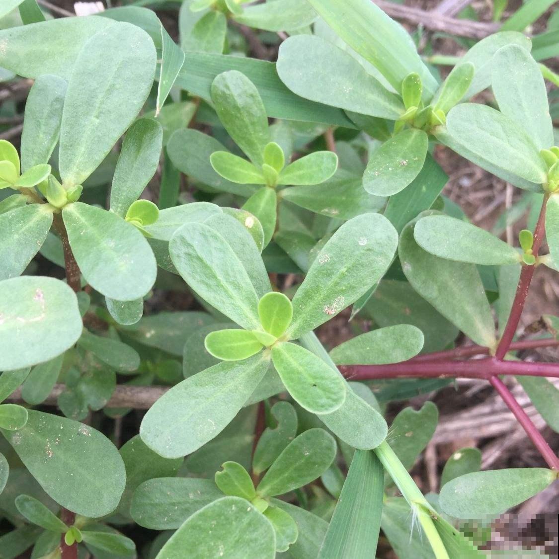 不起眼的马齿苋，营养又美味，它的功效你可能还不知道