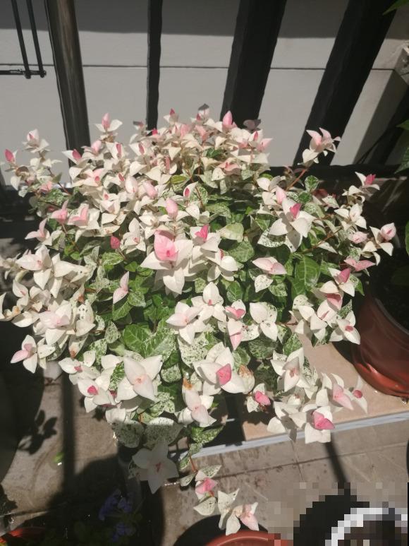 秋天就适合种草,叶子五彩斑斓,比月季三角梅都好看! 秋天就适合种草,叶子五彩斑斓,比月季三角梅都好看!