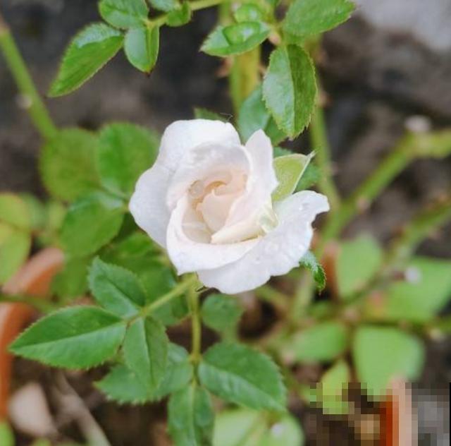 白桃妖精放卧室，美观又清新，还能助眠！