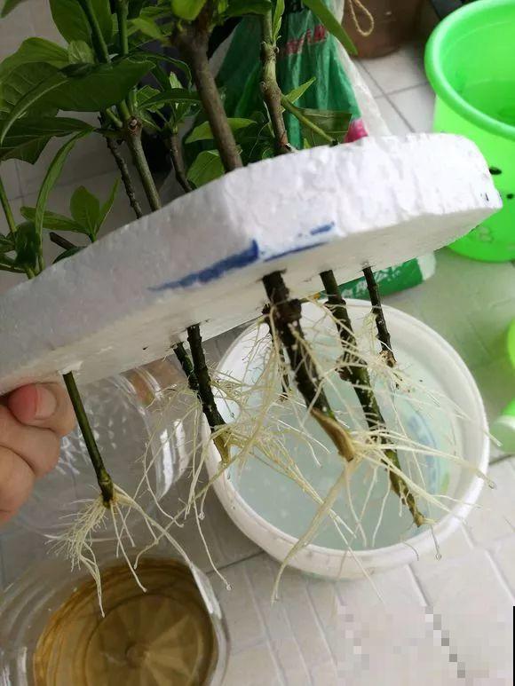 旧筷子、老干妈瓶，都是养花宝贝，做盆浇水都能用！