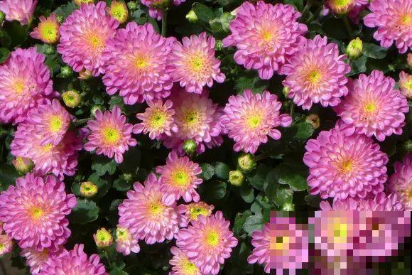 秋天的院子,养点喜欢的花,乐得自在 秋天的院子,养点喜欢的花,乐得自在