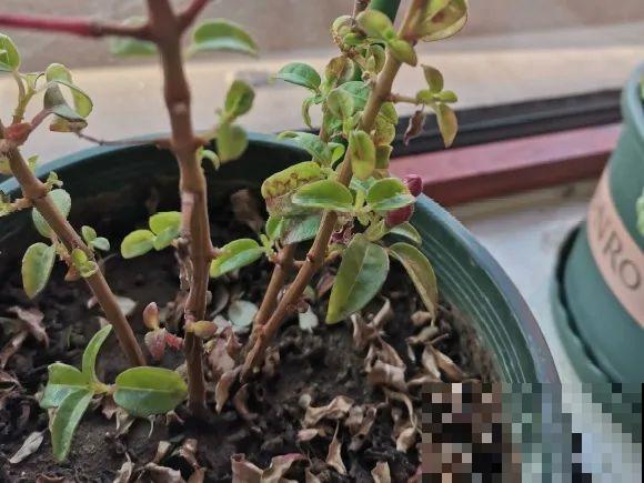 公认难养的花,养一盆死一盆,从来没有养活过! 公认难养的花,养一盆死一盆,从来没有养活过!