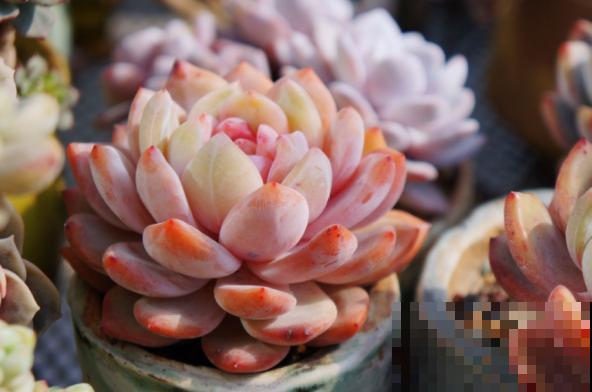 多肉养胖攻略，3步变成肉墩子，一个月就有效！