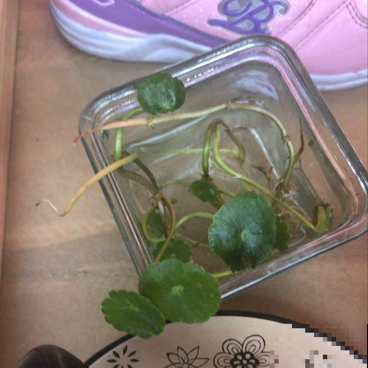 铜钱草发黄还蔫儿?剪几刀,叶子大还绿油油! 铜钱草发黄还蔫儿?剪几刀,叶子大还绿油油!