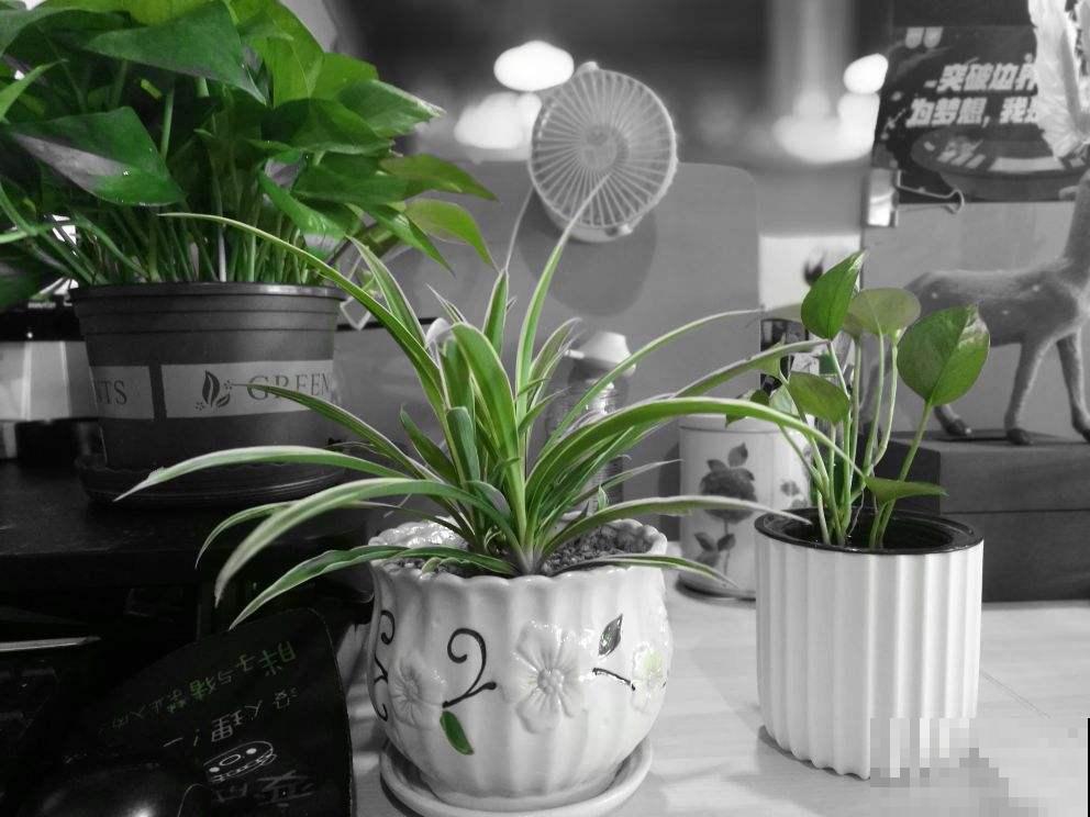 立秋养花,3个坑别踩,不然花全死了 立秋养花,3个坑别踩,不然花全死了