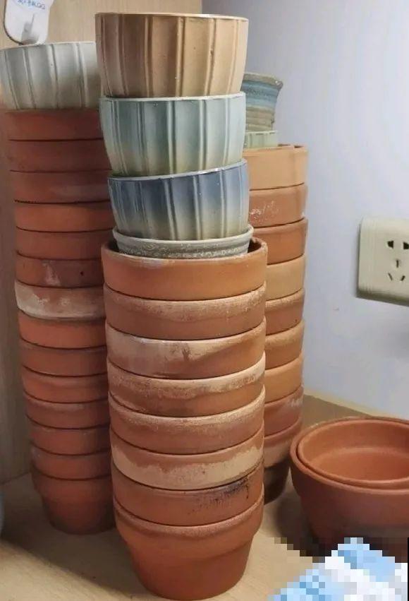 3个月后才回家，家里的花疯了，墙缝、房顶都爬满！