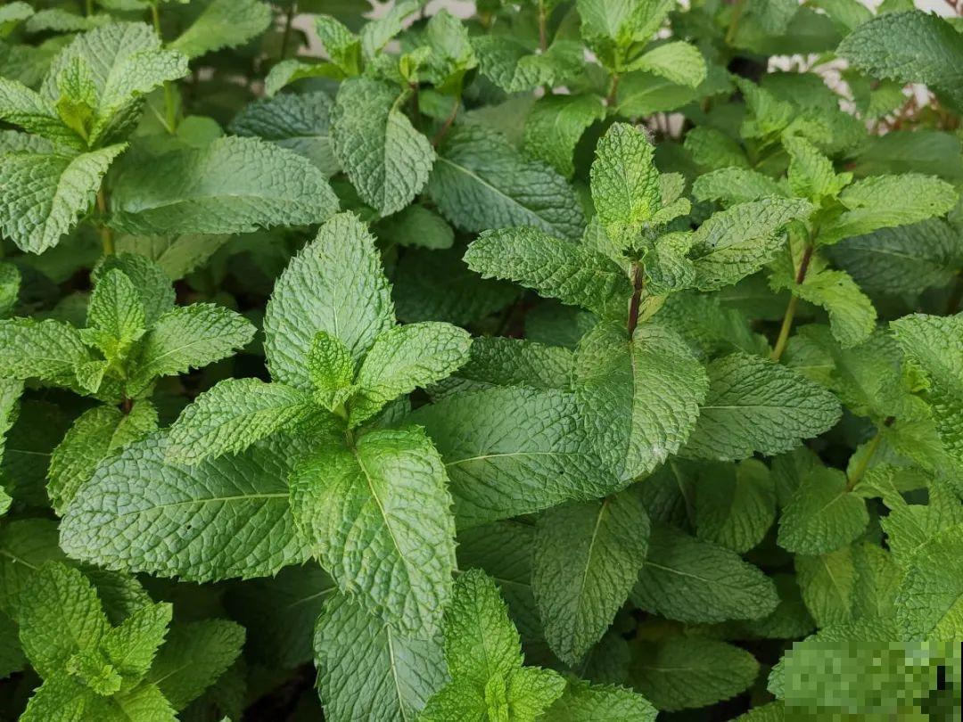 龟背竹是“吸废气”高手，家里放一盆，门窗紧闭也能空气清新！