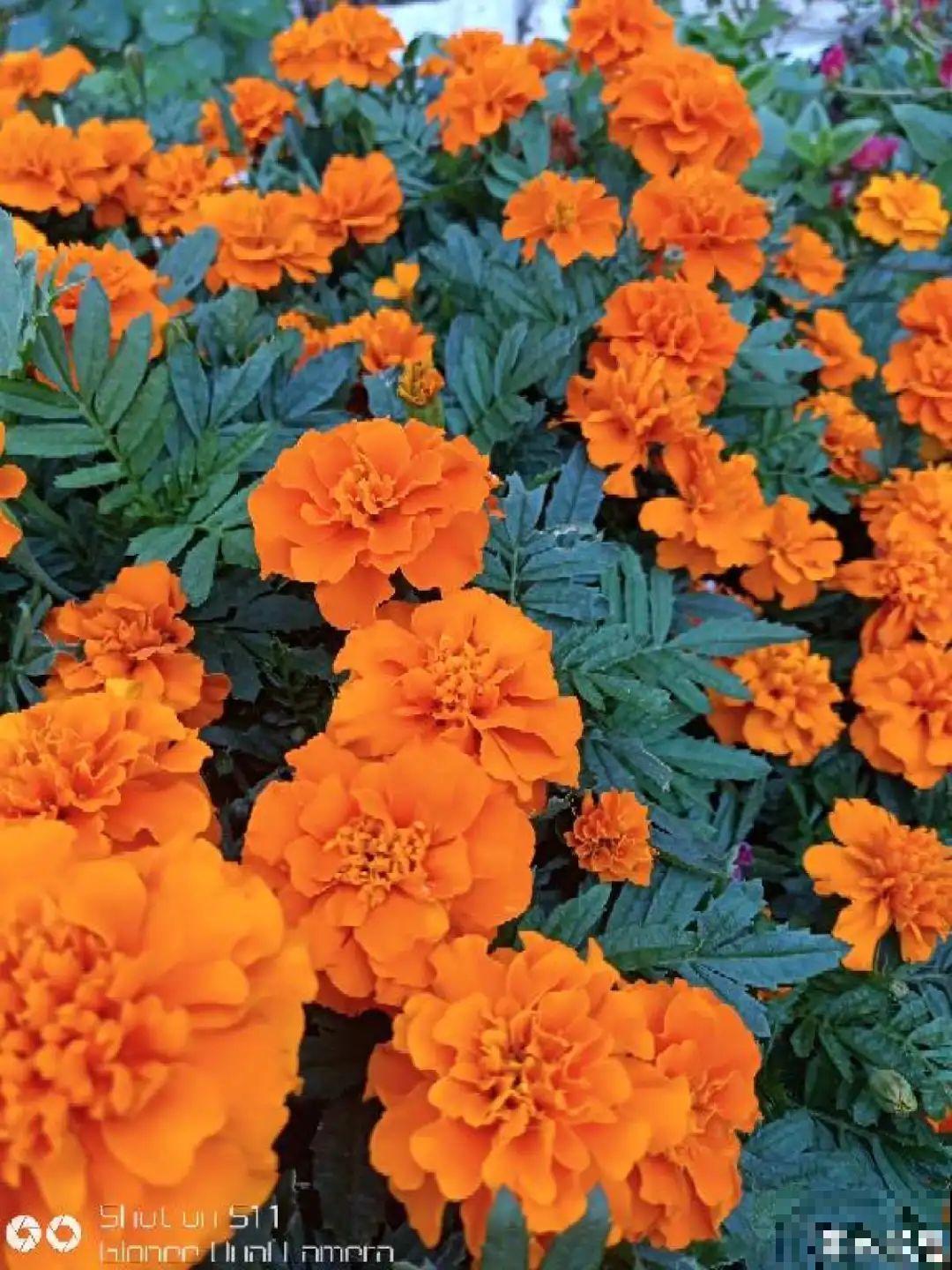 8种花再好看也别养,臭气熏天,恶心得吃不下饭! 8种花再好看也别养,臭气熏天,恶心得吃不下饭!