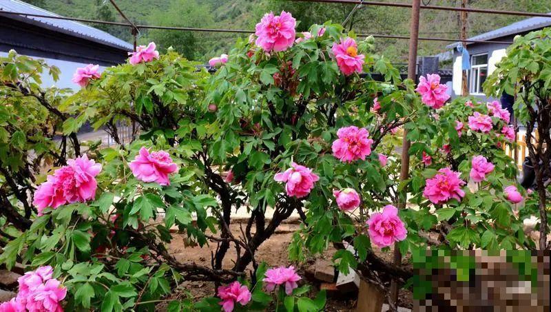 407岁古树，熊孩子玩火烧坏，只剩树皮还能活？