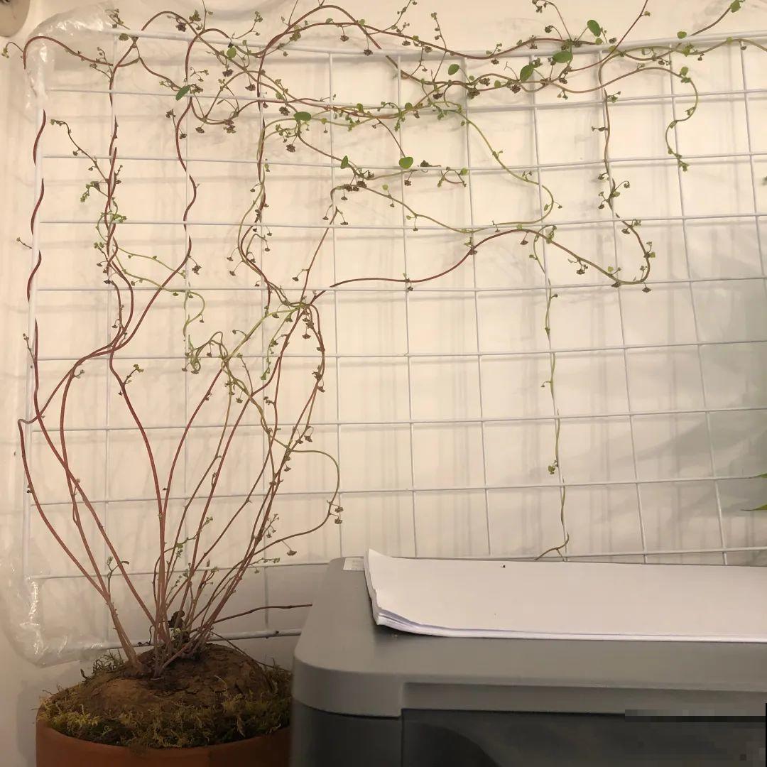 8根筷子绑一起,2个月变老桩,让你爱不释手! 8根筷子绑一起,2个月变老桩,让你爱不释手!