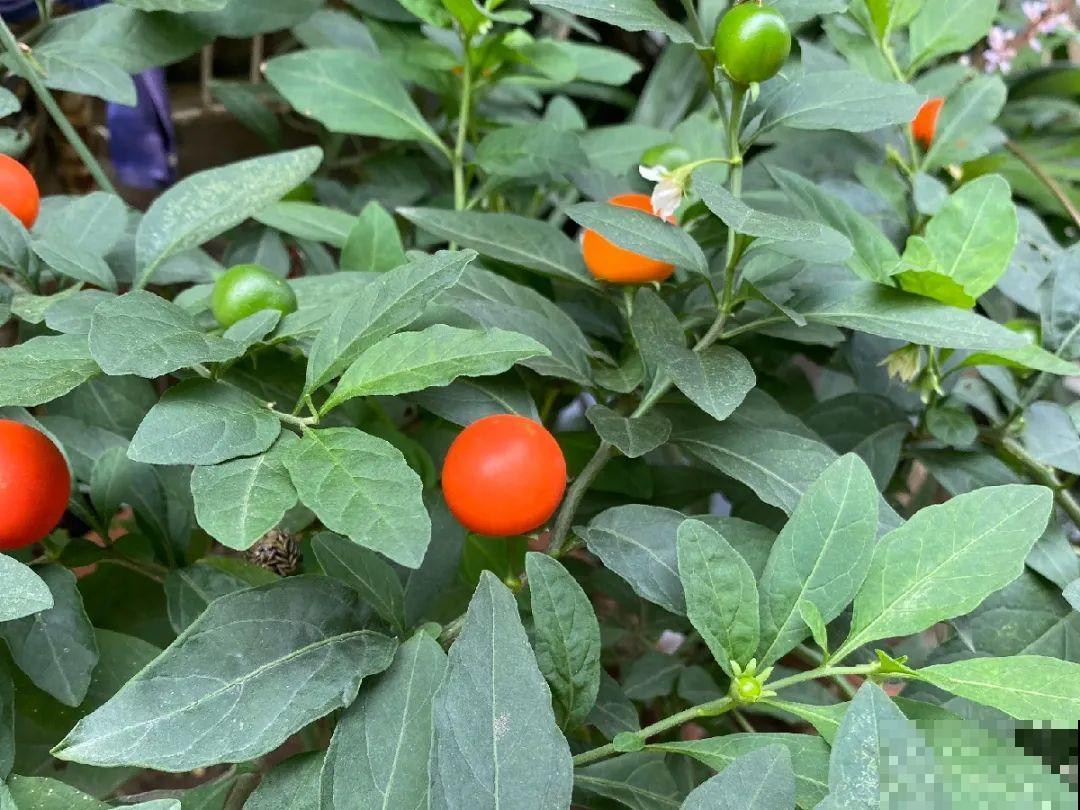 20种有毒花,出门别乱摘,有小孩的特别注意 20种有毒花,出门别乱摘,有小孩的特别注意