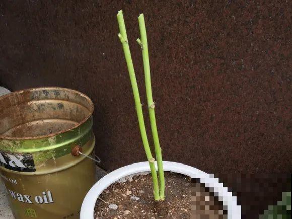 一次性的花，秋天开完就扔了，别浪费时间！