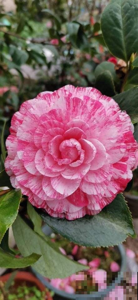 又到了养茶花的季节,给它喝点醋才能开花多,花苞个个开不停 又到了养茶花的季节,给它喝点醋才能开花多,花苞个个开不停