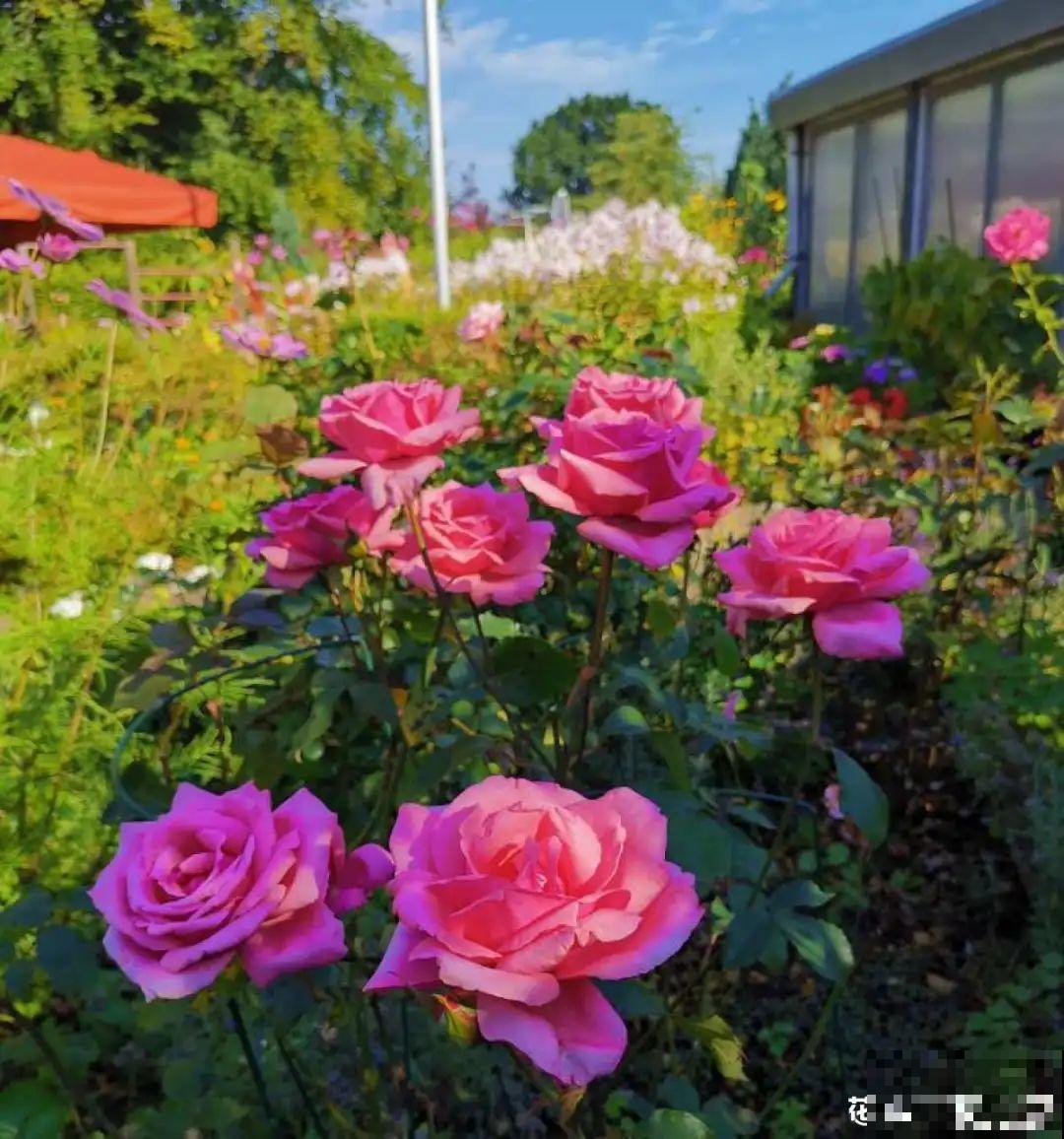 11种花,下个月就开花,现在养护是关键! 11种花,下个月就开花,现在养护是关键!