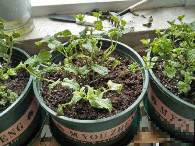 20种花,天凉了赶紧剪,来年开花有多又艳! 20种花,天凉了赶紧剪,来年开花有多又艳!