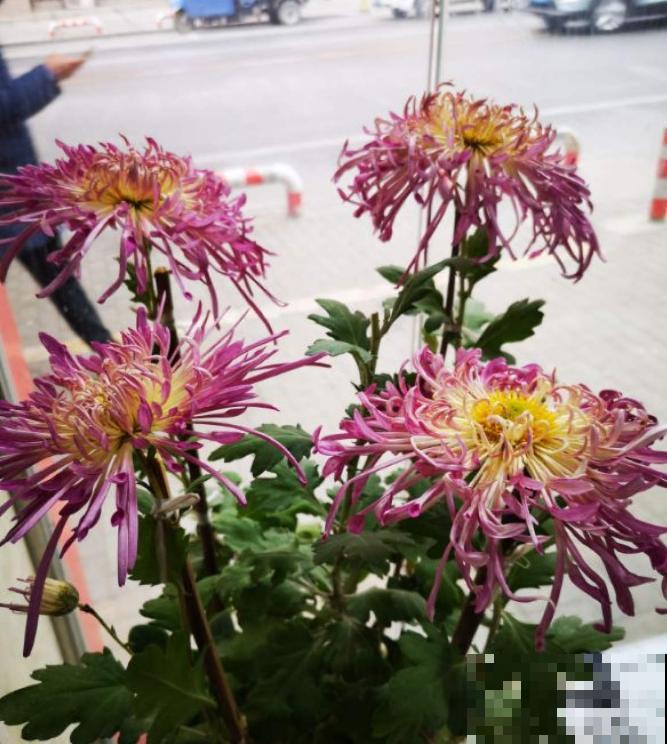 家里有这4种花，现在千万别修剪，剪了就不开花了！