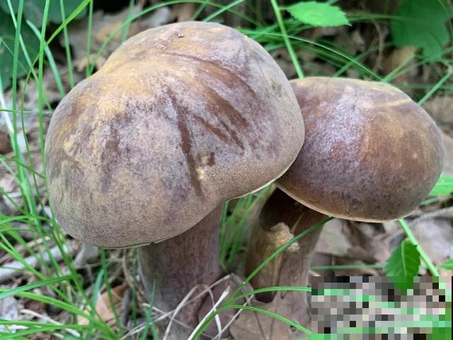 20种毒蘑菇，遇到千万别碰，贪吃必送医院！