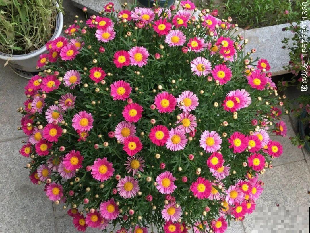 8种花,养小不养老,越老开花越少! 8种花,养小不养老,越老开花越少!