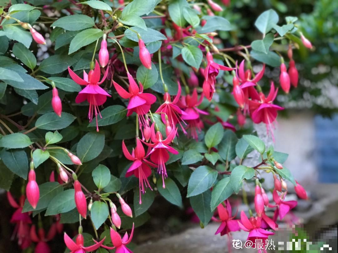 9月后就养这些花,比绿萝好养,疯狂开花到明年! 9月后就养这些花,比绿萝好养,疯狂开花到明年!